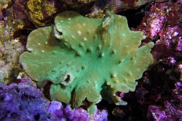 neon green cabbage leather coral