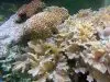 Cabbage Leather Coral Care and Placement