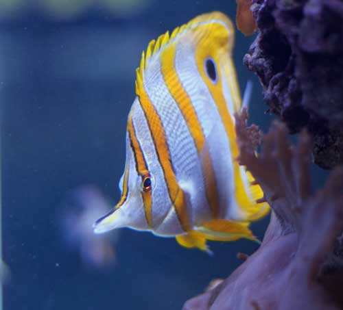 copperband butterfly fish from camden