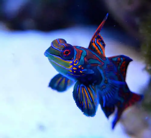 Mandarin goby dragonet: Ultimate care guide, facts, food, tips & more