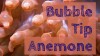 Bubble Tip Anemone