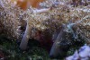 Kenya Tree Coral Care: Capnella spp.