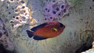 coral beauty angelfish are helpful when controlling aquarium algae