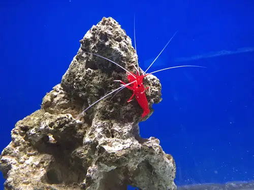 Blood red fire shrimp are vibrant saltwater shrimp species