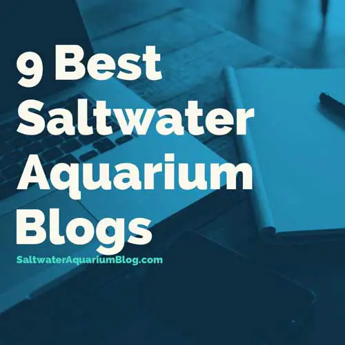 9 Best saltwater aquarium blogs