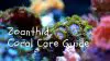 Zoanthid coral care guide