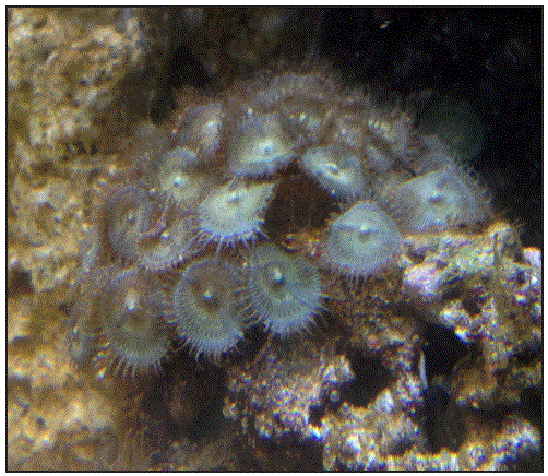Zoanthid carrying palytoxin