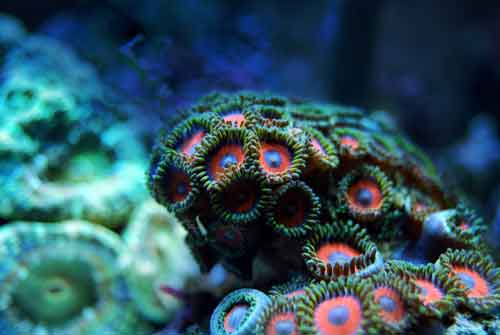 Saltwater aquarium featuring zoanthid corals in the front and a large polyp stony coral in the back