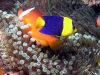 Bicolor Angelfish: Centropyge bicolor