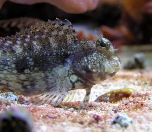 lawnmower blenny from wiki