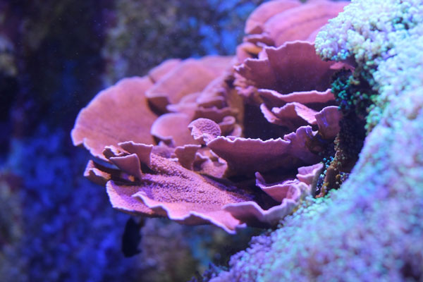 montipora coral