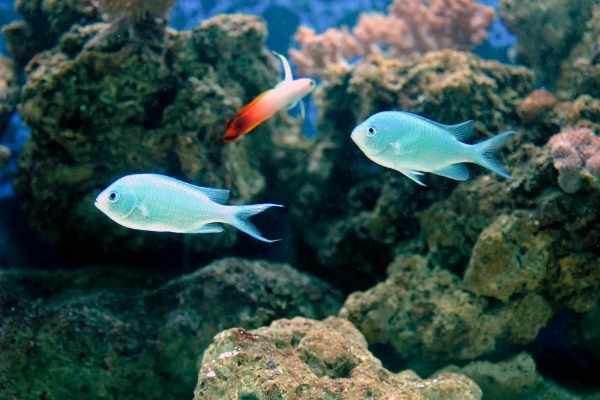 Green chromis get along with other peaceful fish