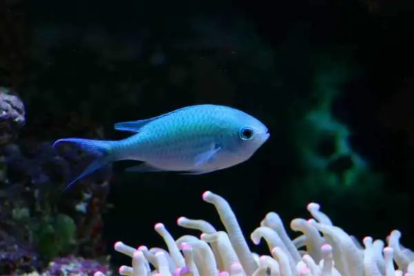 Green chromis have distinct colors of blue and green