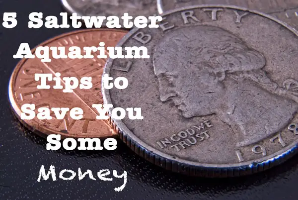 Saltwater Aquarium Tips to Save You Some Money