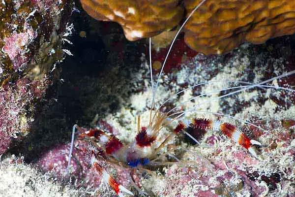 coral banded shrimp on sandy substrate