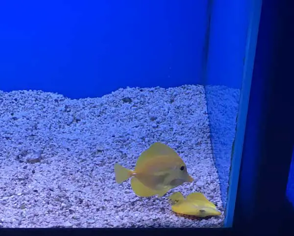 Two yellow tangs fighting in a tank