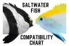 Saltwater fish compatibility chart image