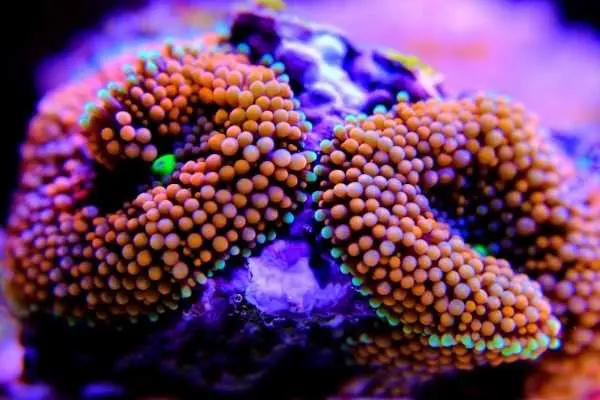 Ricordea coral tentacles