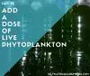 add a dose of live phytoplankton