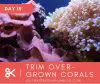 Trim overgrown corals