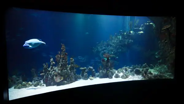 Saltwater Aquarium