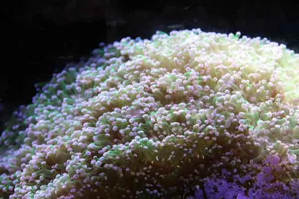 Large frogspawn coral colony