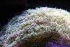 frogspawn coral care guide