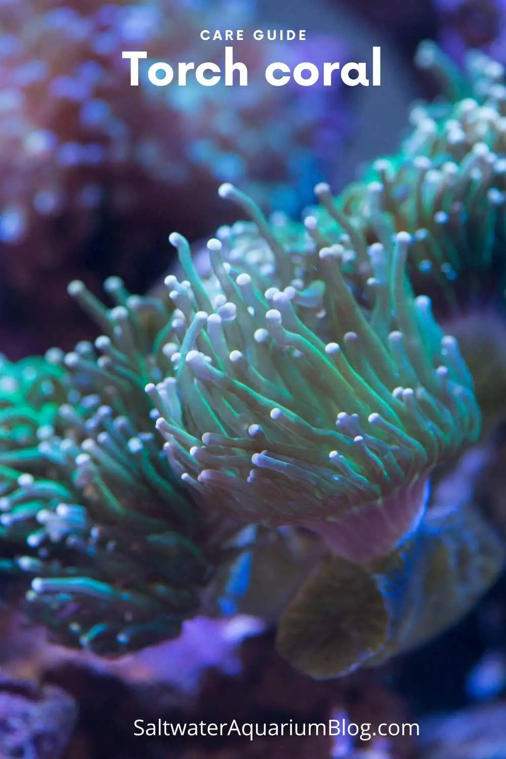 Torch coral care guide