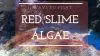11 ways to fight red slime algae
