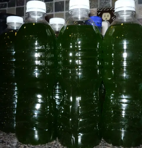 Phytoplankton culture bottles