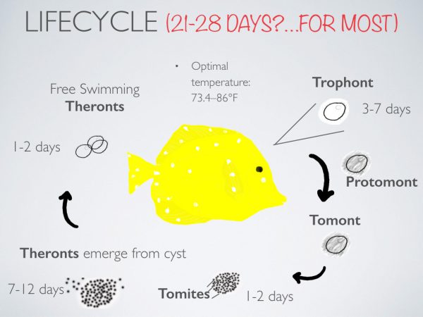 saltwater ich lifecycle