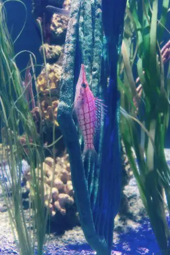 Long nose Hawkfish one of the coolest saltwater aquarium fish for beginners
