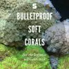 5 bulletproof soft corals for the beginner saltwater tank