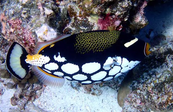 The clown triggerfish is an aggressive saltwater fish