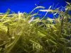 4 types of macroalgae that can help keep your phosphates and nitrates down
