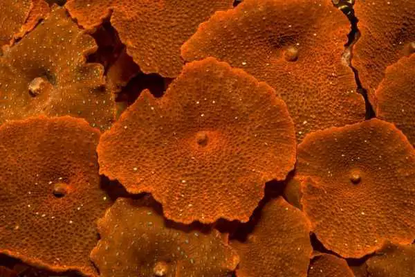 Mushroom corals are my top soft corals for beginners
