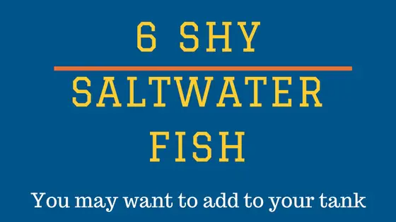 6 shy saltwater fish
