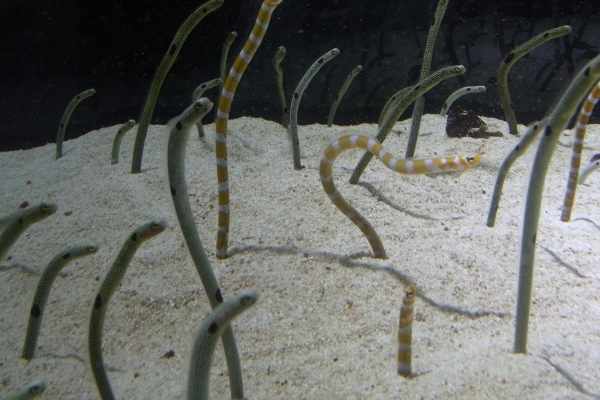 Garden eels enjoy deep beds of aquarium sand