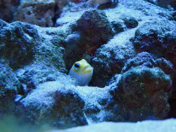 Jawfish benefit from deep sand beds
