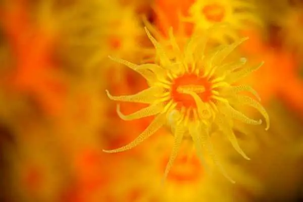 sun coral polyps close up shot