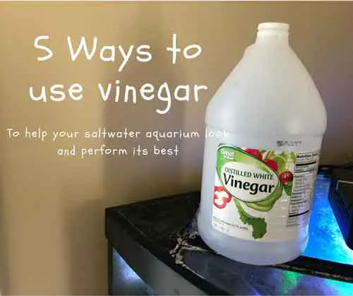 5 ways to use vinegar to keep your saltwater aquarium looking and performing its best