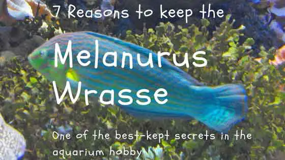 7 Reasons To Keep The Melanurus Wrasse Hailichoeres Melanurus