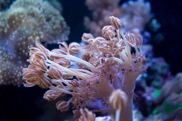 Pulsing xenia coral