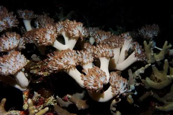 large colony of xenia corals in dark lit up by a flash