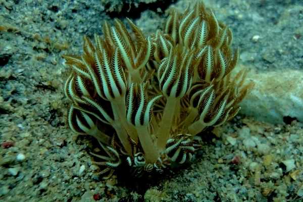 natural habitat of xenia coral