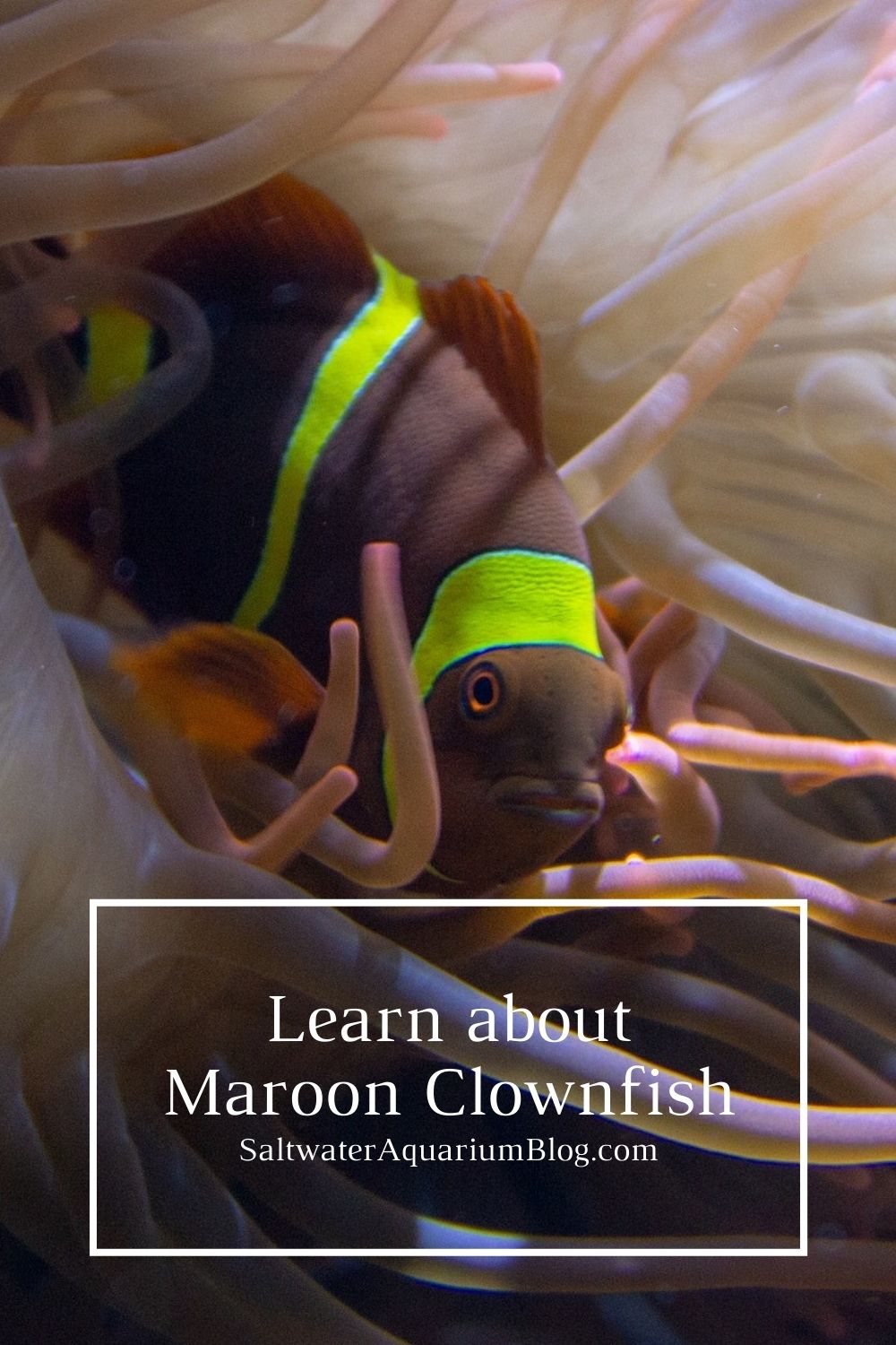 Maroon clownfish pin 2