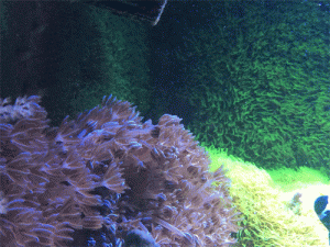 Soft corals like pulsing xenia and green star polyps can help with controlling aquarium algae by removing nutrients from the water