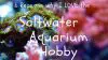 love the saltwater aquarium hobby