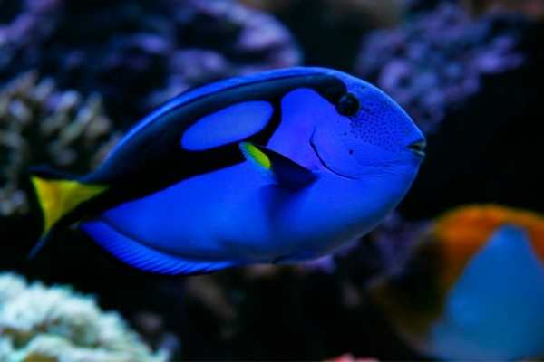 Blue tang fish care guide: size, facts, photos, tank mates