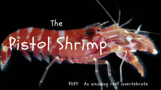Pistol Shrimp: An amazing reef invertebrate